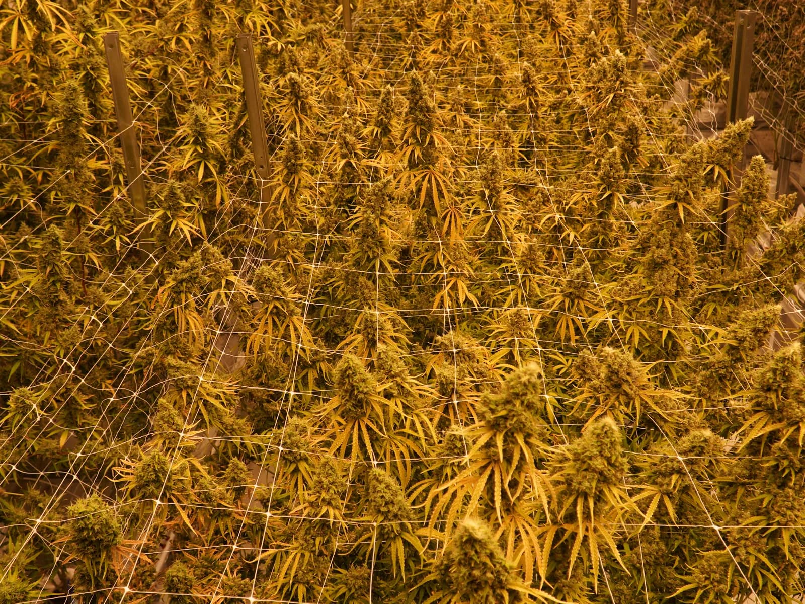 Flowering cannabis canopy under trellis netting inside Waabigwan Mashkiki's cultivation facility